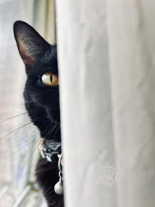 PEEKING PROWLER